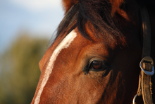 Load image into Gallery viewer, Equestrian Leisure Lounge Wear- Chestnut Onesie
