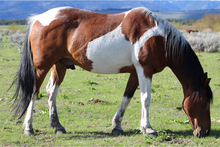 Load image into Gallery viewer, Equestrian Leisure Lounge Wear- Skewbald and Piebald Onesie
